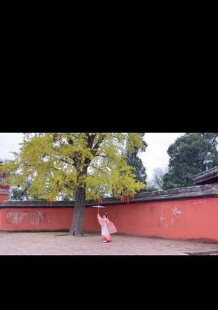 索尼相机银杏树怎么拍？拍摄时应该注意哪些技巧？