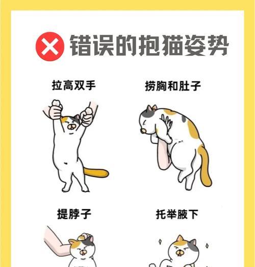 猫猫作为手机支架的正确姿势？如何训练猫猫？