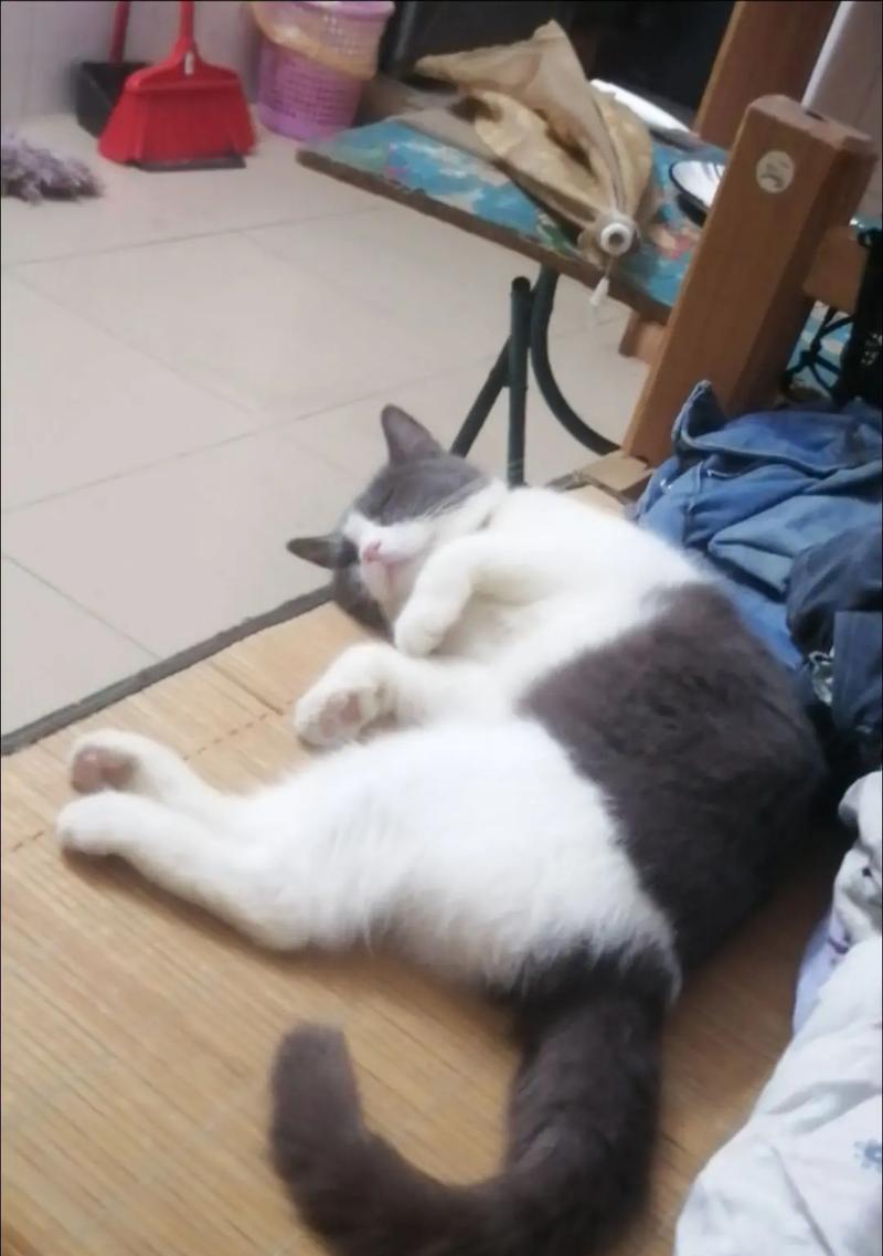 猫猫作为手机支架的正确姿势？如何训练猫猫？