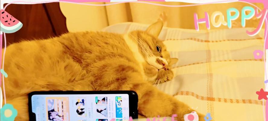 猫猫作为手机支架的正确姿势？如何训练猫猫？