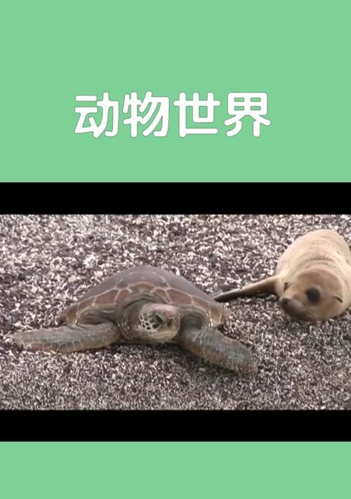 小海豹手机壳子安装步骤是什么？