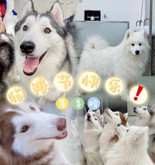 哈士奇手机架支架的正确使用方法是什么？